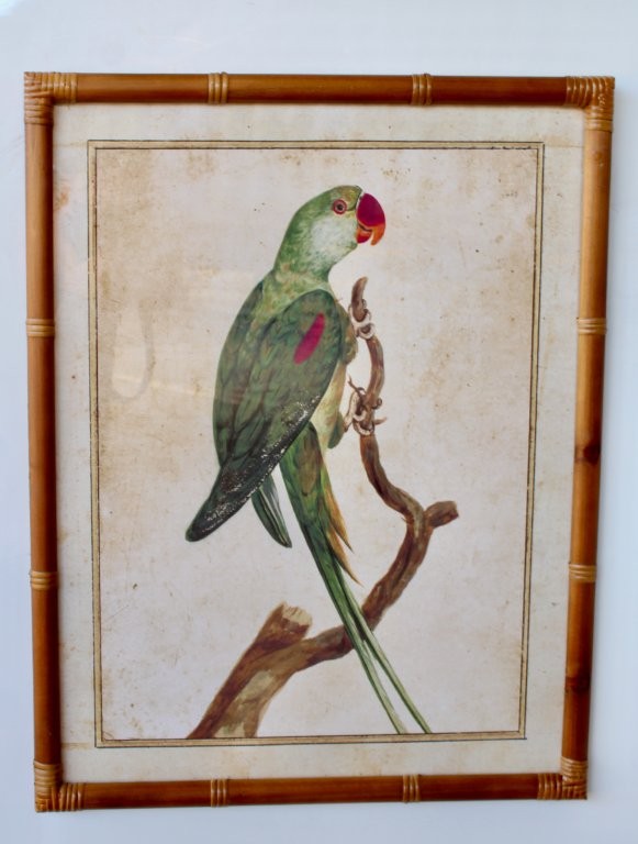 Green Parrot Pink Beak Picture